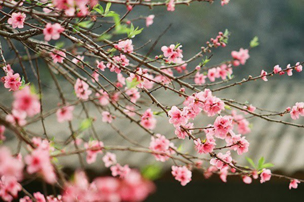Đây mùa mong ước       