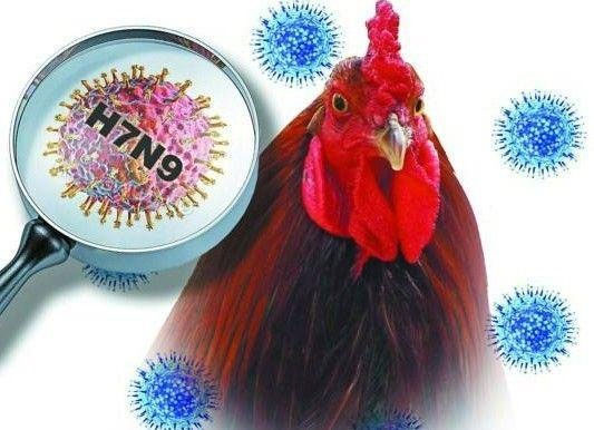Công điện khẩn về ngăn chặn virus cúm A