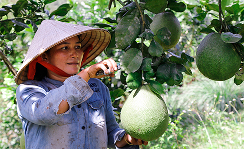 Chương trình kinh tế - xã hội miền núi: Ưu tiên cho phát triển sản xuất