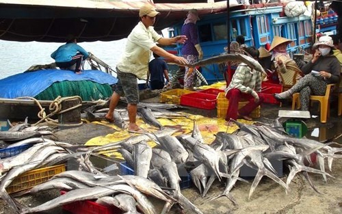 Tập trung giúp ngư dân sớm ổn định cuộc sống và lao động sản xuất