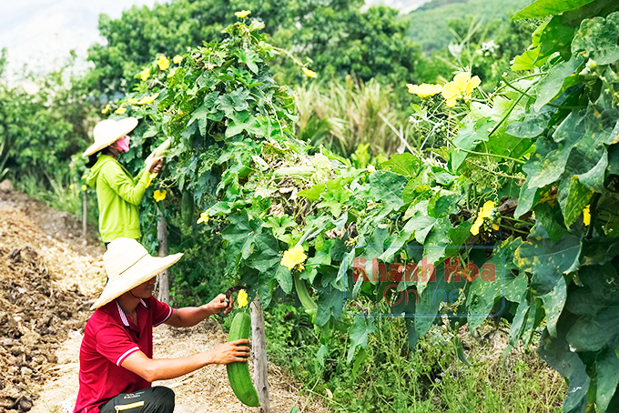 Lên núi khởi nghiệp