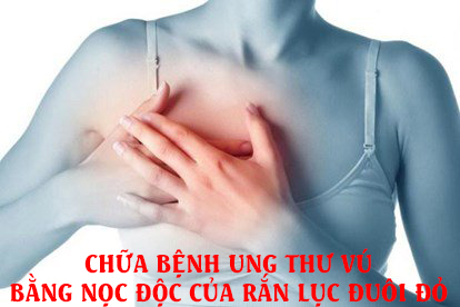 Chia sẻ của bạn đọc:  THUỐC CHỮA BỆNH UNG THƯ VÚ BẰNG NỌC ĐỘC CỦA RẮN LỤC ĐUÔI ĐỎ