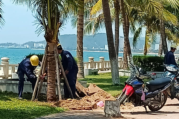 Chặt dừa già, trồng dừa mới trên đường Trần Phú để đảm bảo an toàn