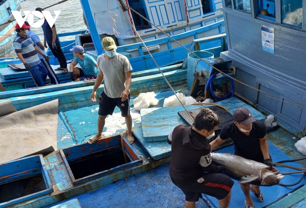           Ngư dân Khánh Hòa vui vì cá ngừ đại dương đánh xuyên Tết lập đỉnh giá      