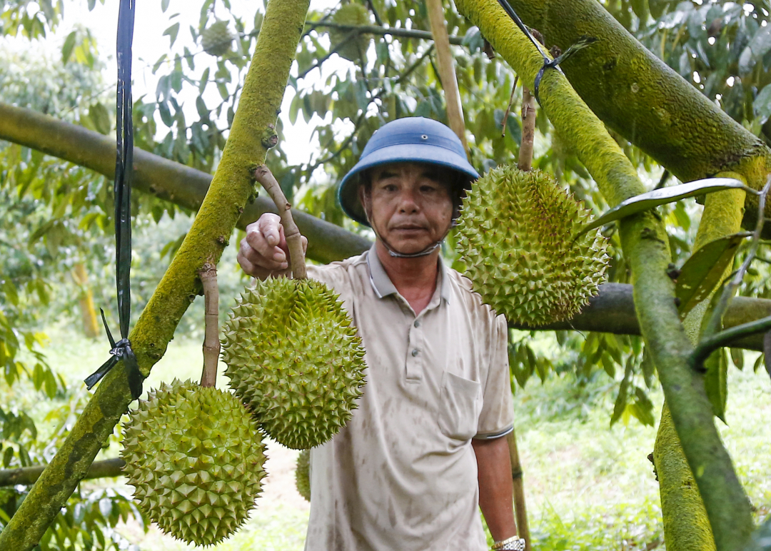 Nông dân giúp nhau làm giàu
