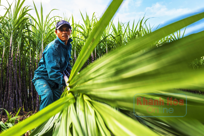 Kỳ 1: Sức sống mới ở vùng cao