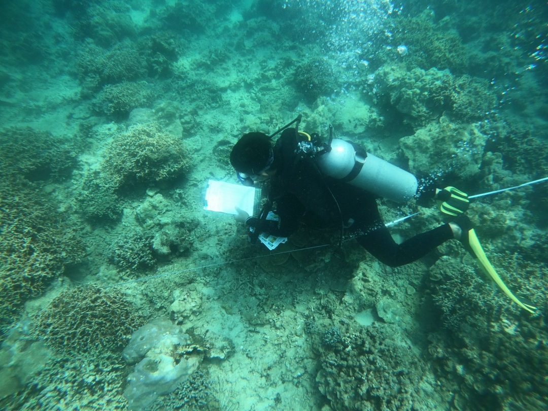 San hô phục hồi tốt ở vịnh Nha Trang  