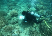 San hô phục hồi tốt ở vịnh Nha Trang